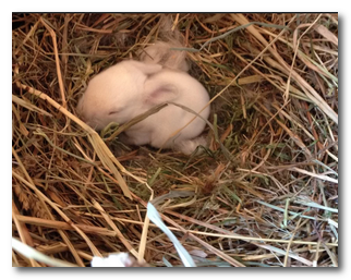 Крольчиха сделала гнездо и не рожает причины что делать