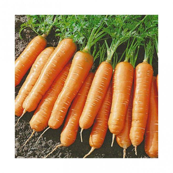 Сколько весит одна морковка