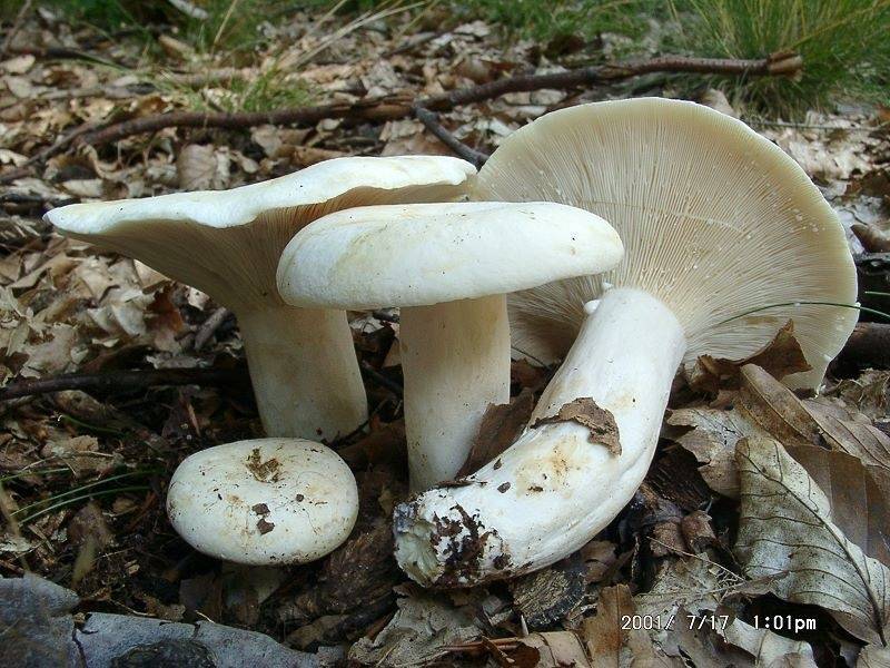 Грузди: описание, применение, фото, рецепты. выращивание грибов