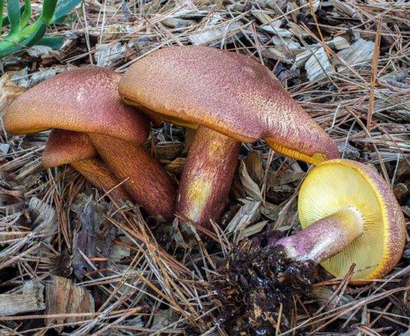 Рядовка жёлто-красная (tricholomopsis rutilans) –  грибы сибири