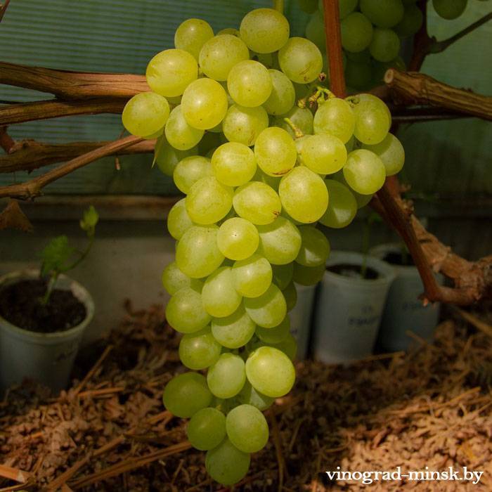 Виноград антоний великий: описание сорта, фото, отзывы