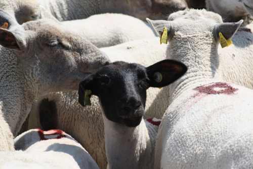 Кормление овец и баранов в разном возрасте. чем кормить овец и баранов в домашних условиях