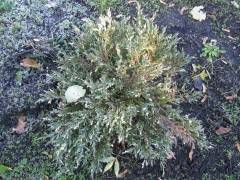 Можжевельник горизонтальный андорра вариегата (juniperus horizontalis andorra variegata),купить можжевельник,можжевельник посадка и уход,можжевельник стелющийся,хвойные кустарники,можжевельник горизонтальный,купить саженцы,посадка и уход,можжевельник фото