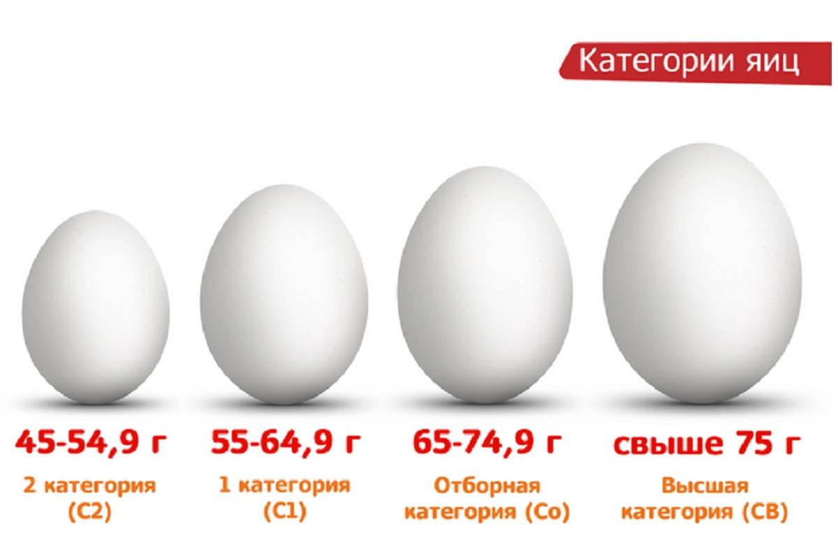 Какой вес в граммах имеет куриное яйцо: сырое, вареное, без скорлупы