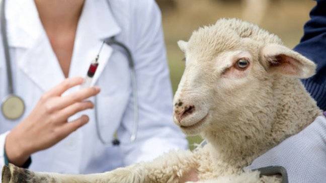 Пневмония у овец