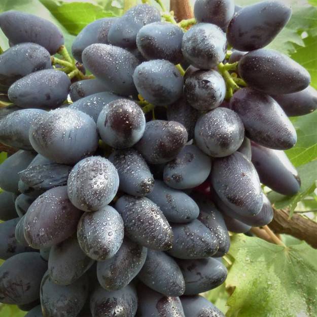 Сорт винограда августин — виноград который можно выращивать в широтах с холодным климатом
