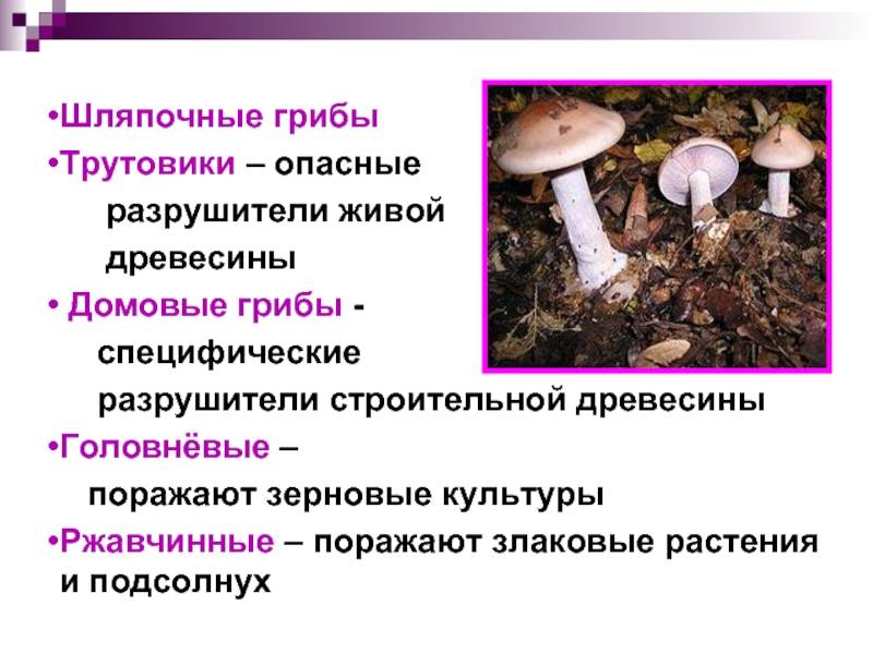 Реферат: основные дереворазрушающие грибы - bestreferat.ru