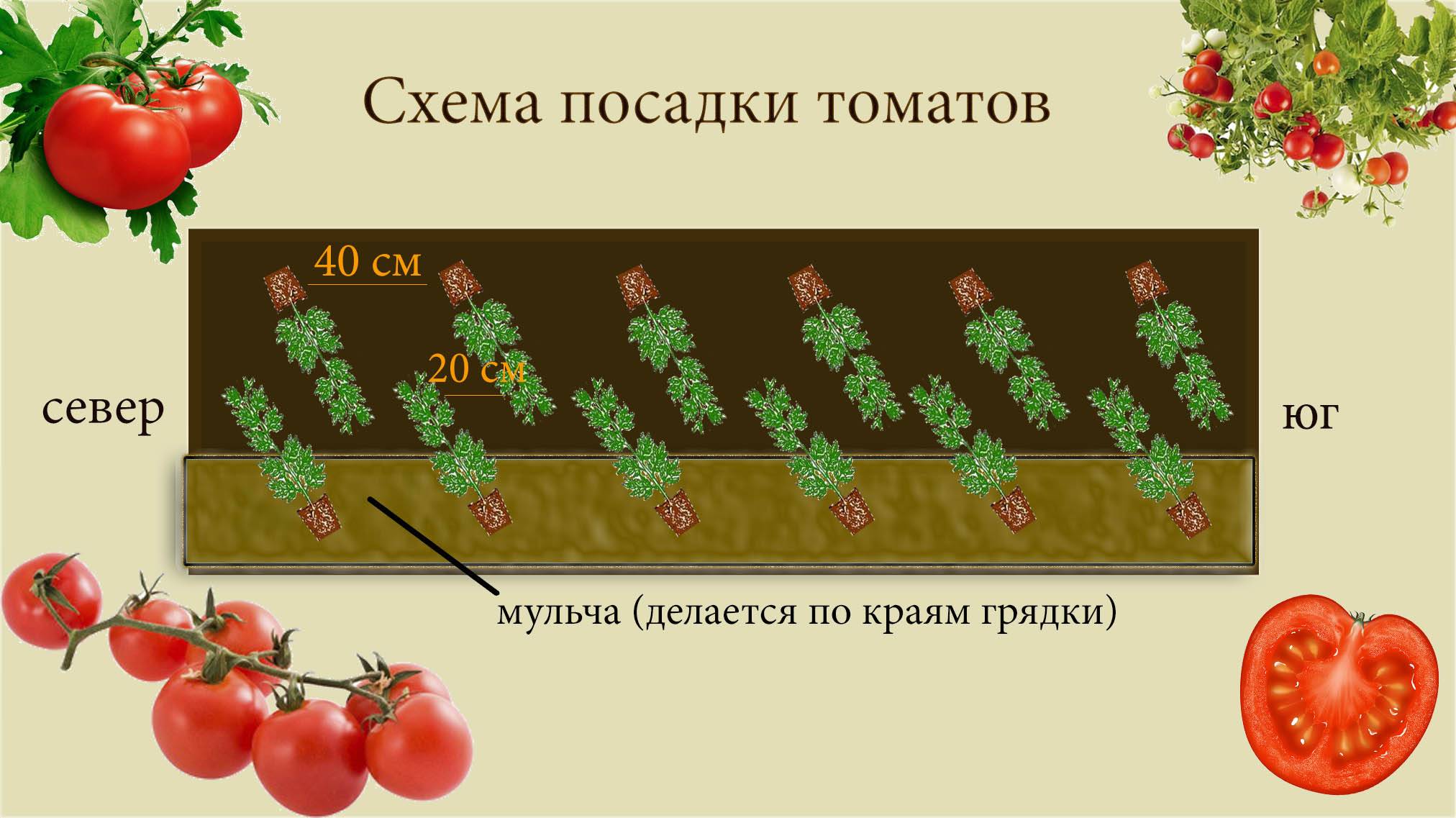 Высадка рассады помидор в теплицу