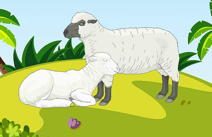 Клички овец и баранов: как выбрать