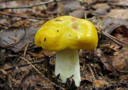 Описание желтого гриба