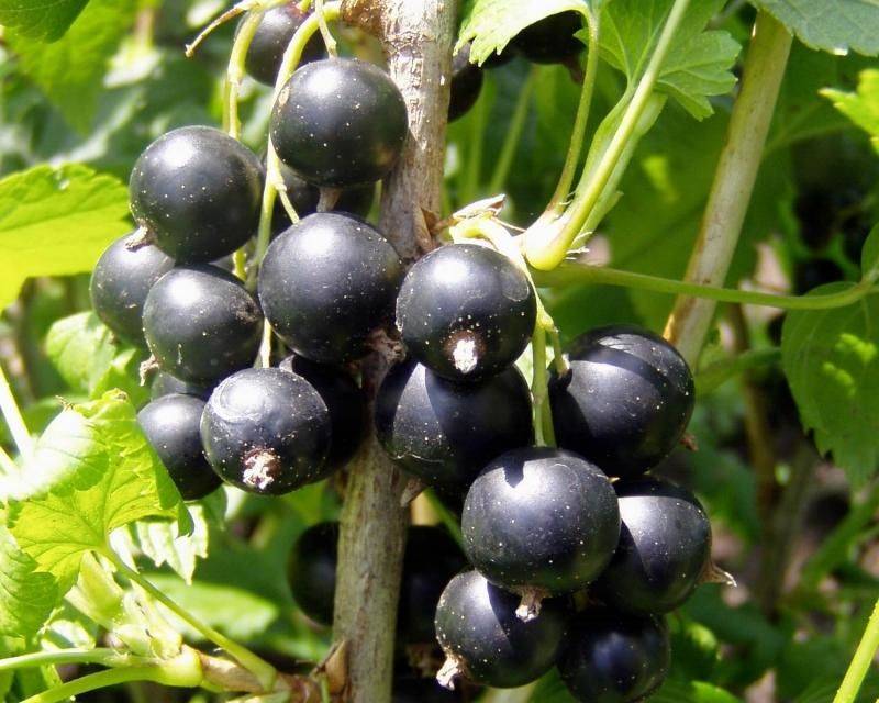 Смородина багира и другие среднеспелые сорта черной смородины
