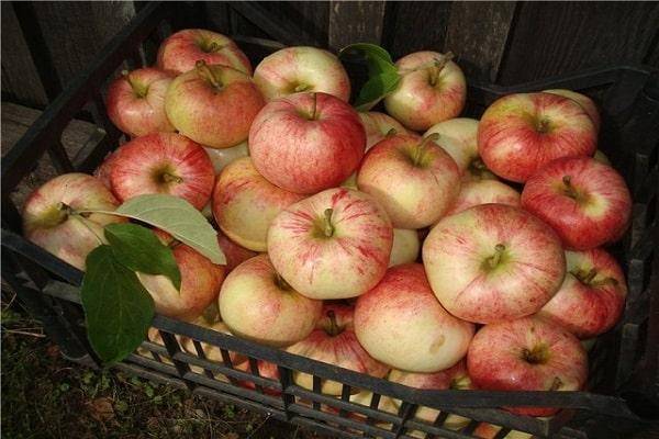 Сладкие сорта яблонь: описание и характеристика вида яблок, достоинства и недостатки + фото