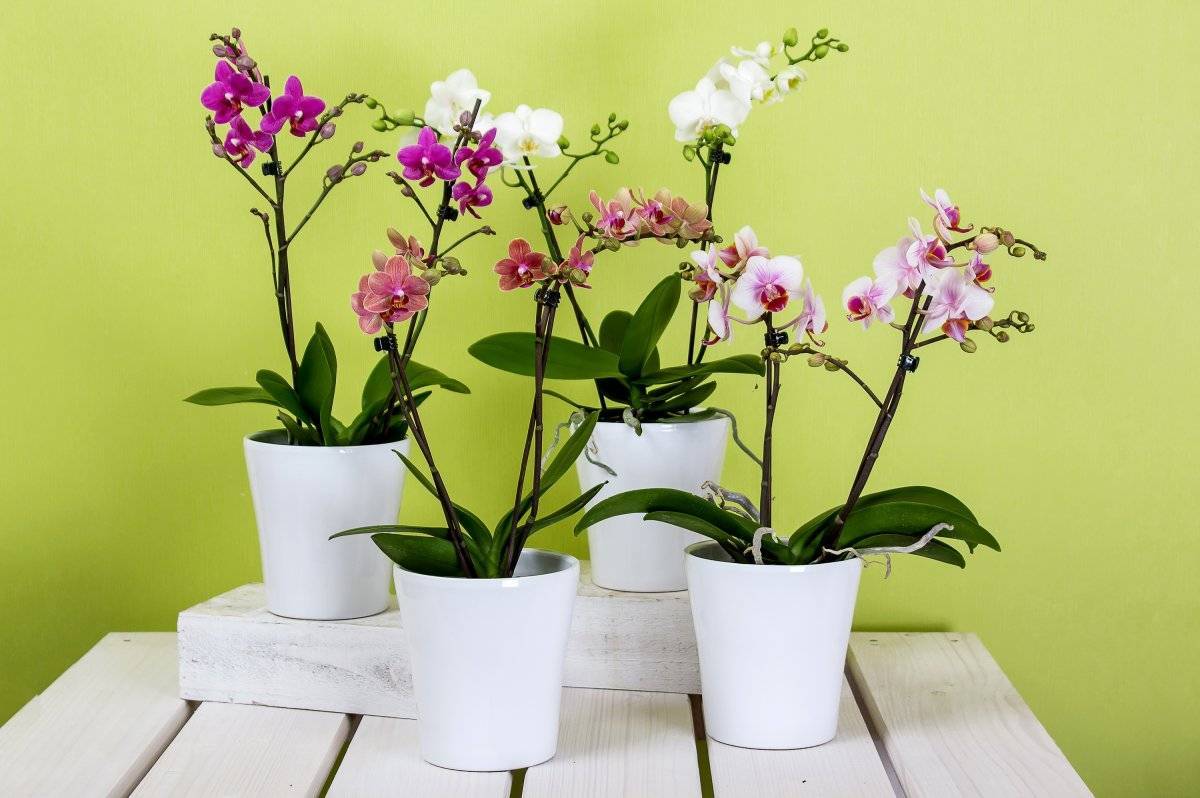Главный вопрос: как пересадить старую орхидею в домашних условиях?