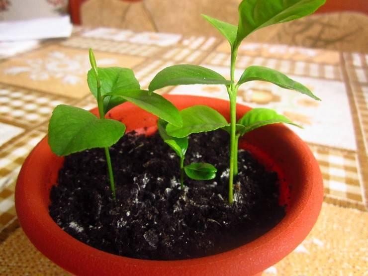 Цитрусовые комнатные растения — уход в домашних условиях