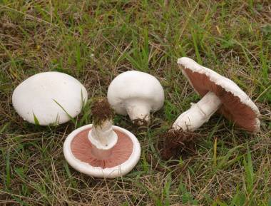 Съедобные грибы крыма