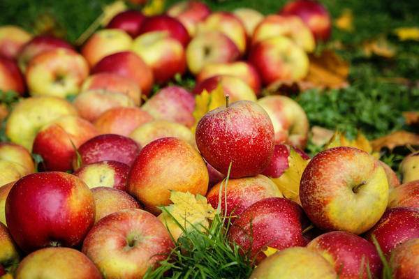 Популярные виды сладких сортов яблок