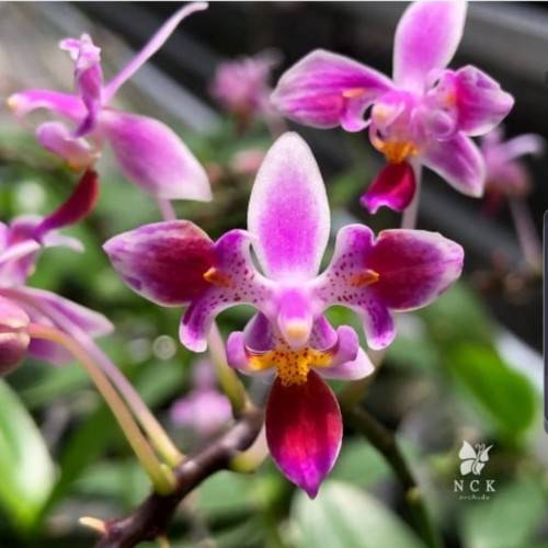 Виды и сорта орхидеи фаленопсис с фото и названиями