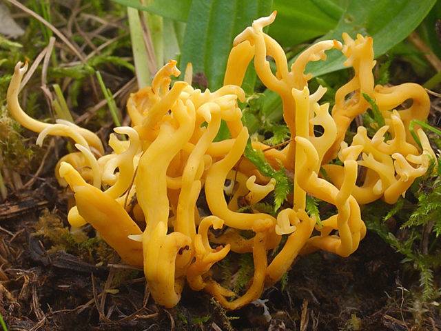Коралловые грибы: польза и возможный вред
