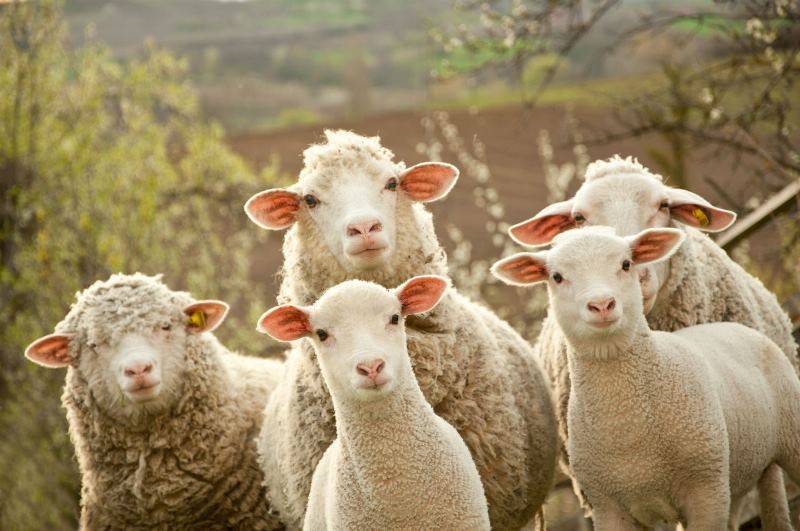 Разведение овец: в домашних условиях, для начинающих, на мясо
