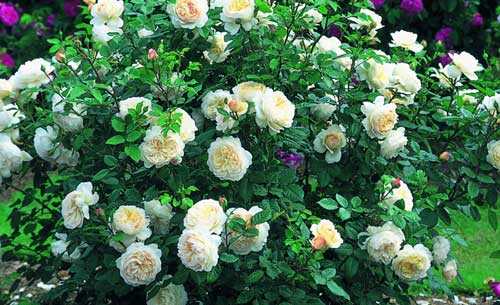 Кустовые розы (62 фото): сорта садовых роз, особенности мелкоцветковых растений. обрезка кустов осенью на зиму, зимнее укрытие для растений