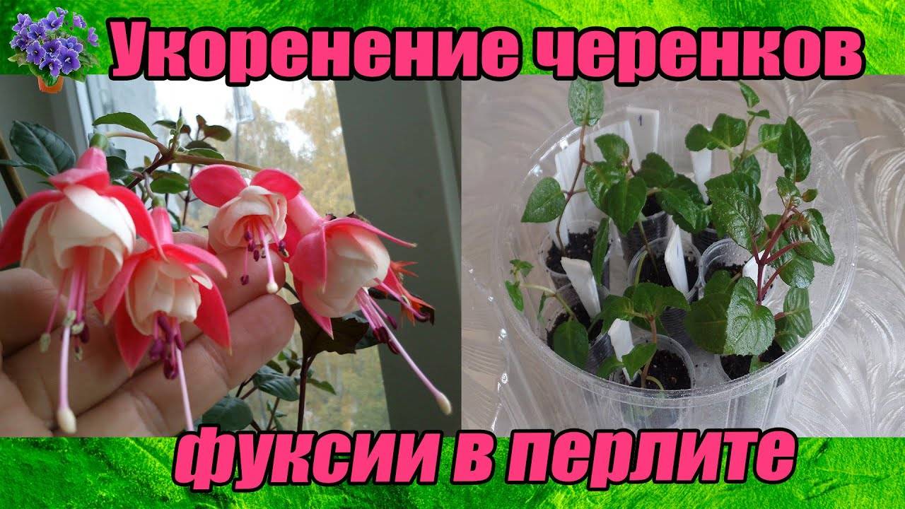 Укоренение и размножение фуксии черенками в домашних условиях