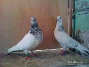 Особенности пакистанских голубей