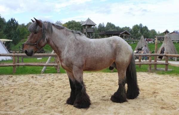 Бельгийские тяжеловозы — лошади породы брабансон