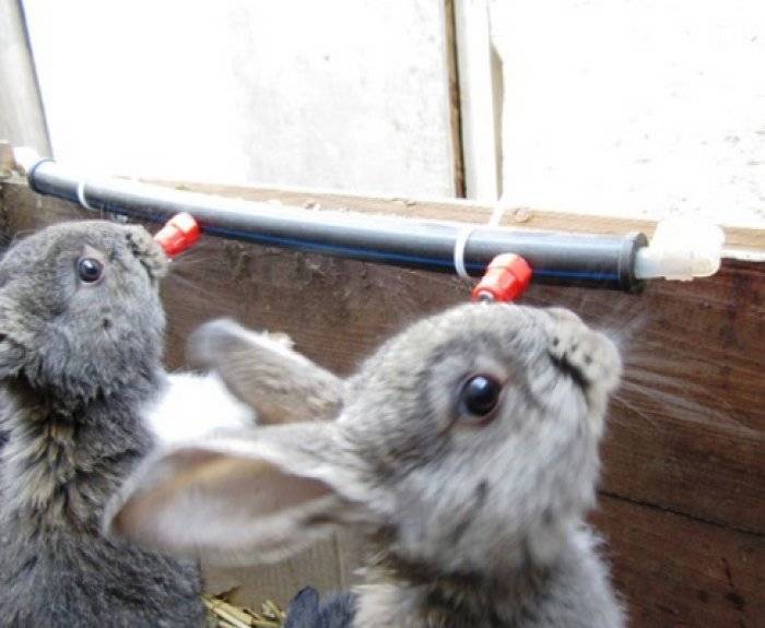 Поилки для кроликов своими руками в домашних условиях