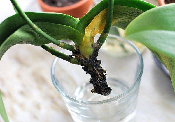 Наращивание корней у орхидеи