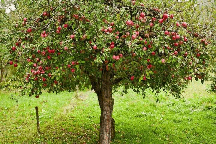 Чем подкормить яблоню весной, летом и на зиму. виды удобрений, проведение мульчирования и внекорневых подкормок