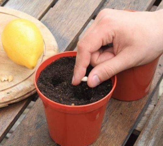 Как грамотно привить лимон в домашних условиях