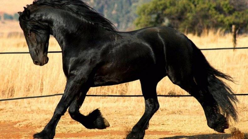 Белая и черная фризская лошадь: особенности породы и характер