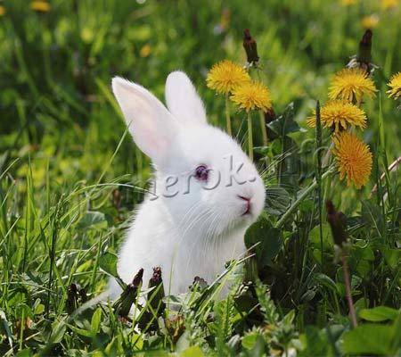 Одуванчики в рационе кроликов – знакомимся с правилами кормления
