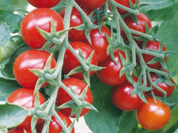 10 лучших сортов томатов черри — рейтинг 2020 года (топ 10)
