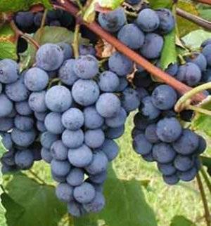 Виноград изабелла: описание сорта, польза и вред