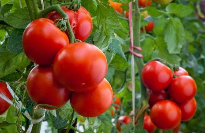 Подкормка томатов во время цветения и завязывания плодов