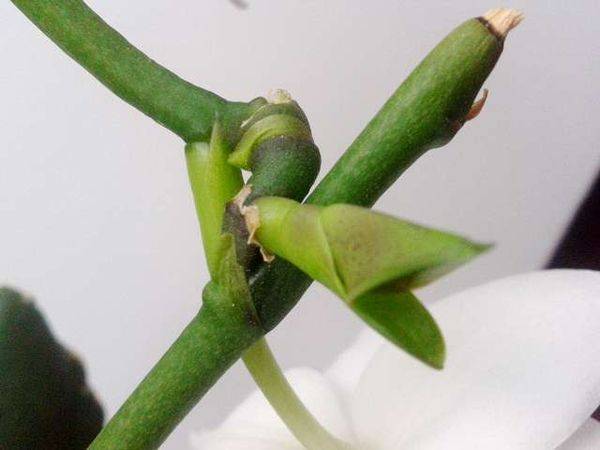 Как появляются и растут детки у орхидеи на стволе, у основания и корня и какой нужен уход?