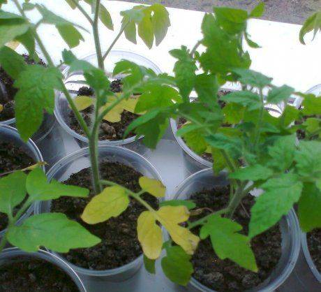 Чем обработать рассаду томатов после высадки в открытый грунт - про сорта