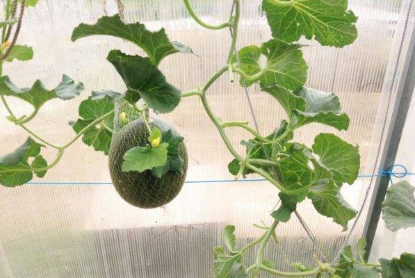 Как вырастить арбуз на даче в средней полосе