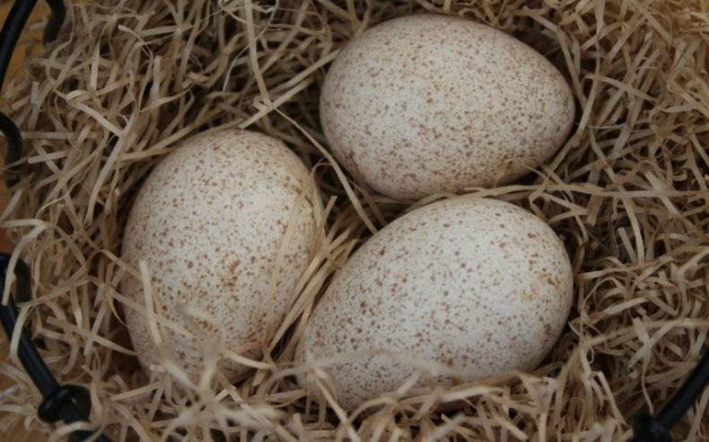 Индюшиные яйца: польза и вред, чем полезны для организма, есть ли противопоказания?