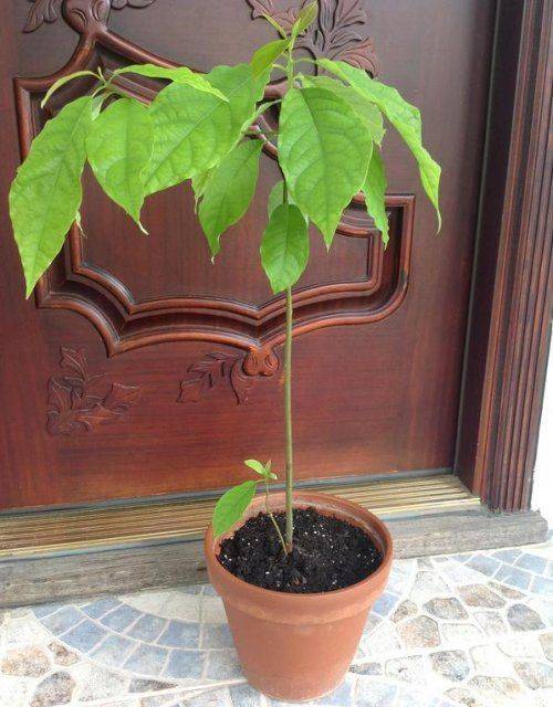 Как вырастить авокадо дома - пошаговая инструкция