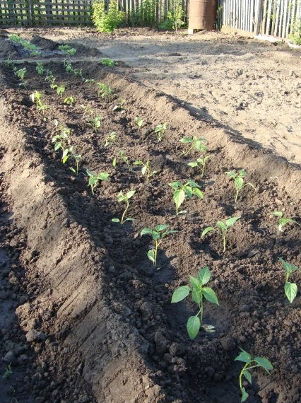 Высадка рассады перца в теплицу: как создать комфортные условия для большого урожая