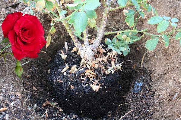 Пересадка роз: когда можно переносить на другое место, весной, летом или осенью