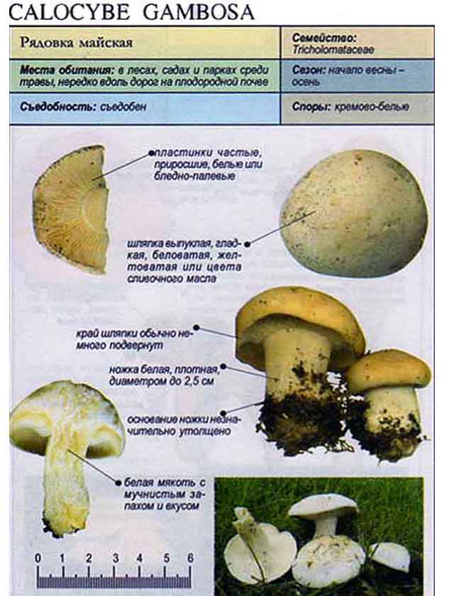 Рядовка майская (calocybe gambosa) –  грибы сибири