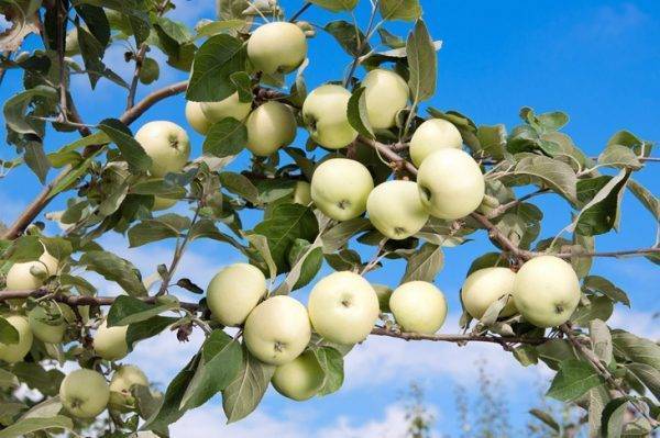 Разновидности яблони китайка и их характеристика: золотая, бельфлёр долго и керр