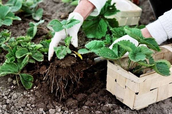 Как посадить клубнику осенью в открытый грунт