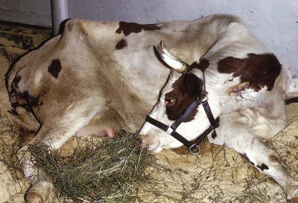 4 этап. лечение коров, больных эндометритом