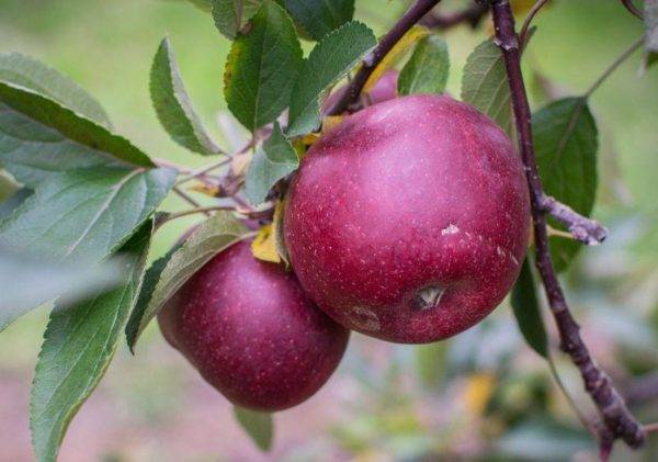 Яблоня имрус: описание и характеристики сорта
