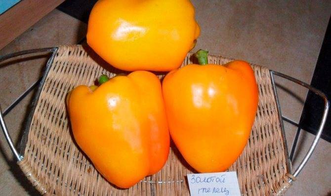 Перец рамиро: фото, видео, описание, выращивание сладкого перца
