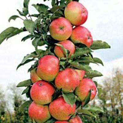 Колоновидная яблоня васюган - описание сорта, фото, отзывы - журнал "совхозик"